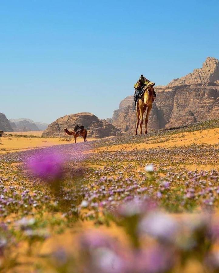 Salma Desert Camp Wadi Rum Bagian luar foto